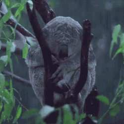 Sad Koala In The Rain