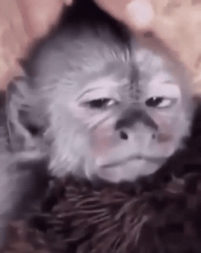 Sad Monkey Close Up GIF