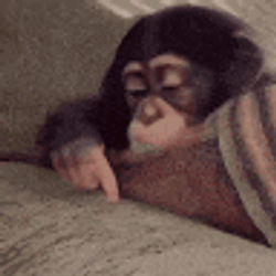 Sad Monkey Wriogifs GIF