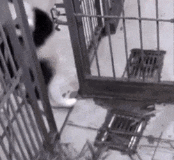 Sad Panda Don't Leave Me GIF