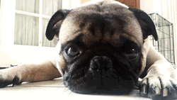 Sad Pet Animal Dog GIF