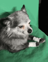 Sad Pomeranian Dog GIF