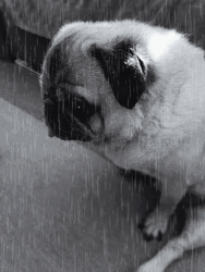 Sad Pug Dog In Rain