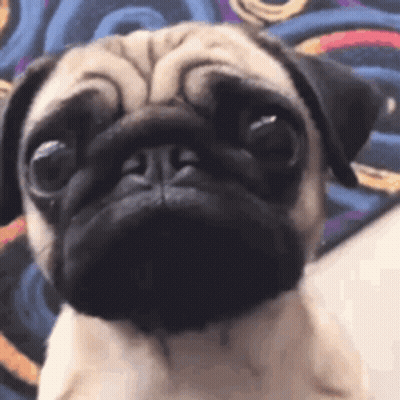 Sad Pug Dog Sitting On Bed GIF