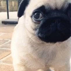 Sad Pug With Pleading Eyes GIF