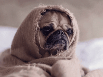 Sad Pug Wrapped In Blanket GIF