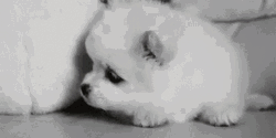 Sad Puppy Black And White GIF
