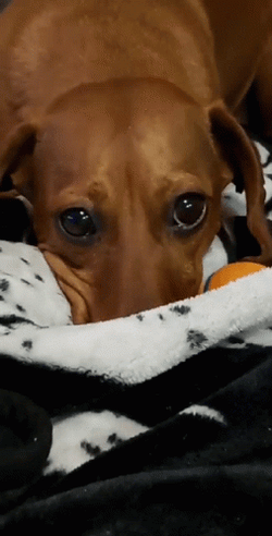 Sad Puppy Covers Mouth GIF