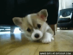 Sad Puppy Cutley Laying In Floor GIF