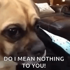 Sad Puppy Do I Mean Nothing To You GIF