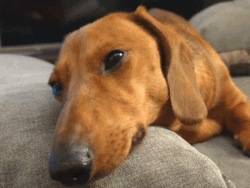 Sad Puppy Face On The Couch GIF