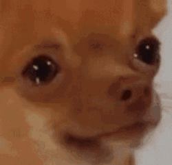 Sad Puppy Licks Nose GIF