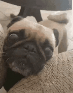 Sad Puppy Looking Pitiful GIF