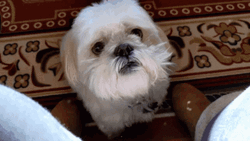 Sad Puppy Looks Down GIF