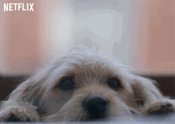 Sad Puppy Move Away GIF