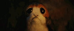 Sad Puppy Watching Bonfire GIF