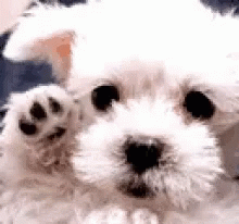 Sad Puppy Waved His Paw GIF