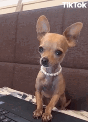 Sad Puppy Wearing Necklace GIF