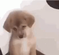 Sad Puppy With Cute Pleading Eyes GIF