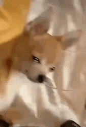 Sad Puppy With Eyes Full Of Tears GIF