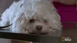 Sad Puppy With Leash On GIF