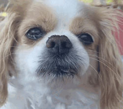 Sad Puppy With Tears GIF
