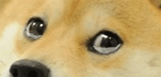Sad Shiba Inu Crying Dog GIF