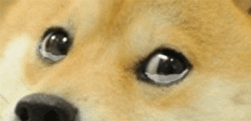 Sad Shiba Inu Tears Trickling GIF