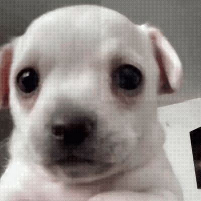 Sad White Puppy Looking At Camera GIF