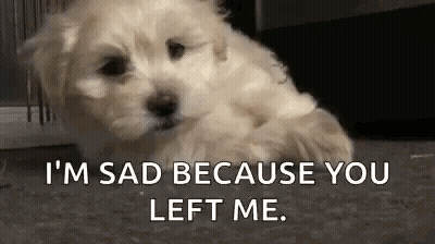 Sad White Puppy Lying On Floor GIF
