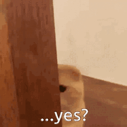 Sad Yes Peeking Cat GIF