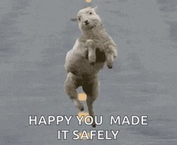 Safe Happy Dancing Sheep GIF