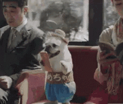 Safe Travels Cute Puppy On The Train GIF