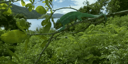 Sage Green Panther Chameleon