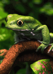 Sage Green Waxy Monkey Frog