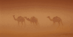 Sahara Desert Camel GIF
