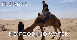 Sahara Desert Camel Falling