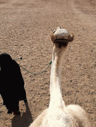 Sahara Desert Camel Riding View