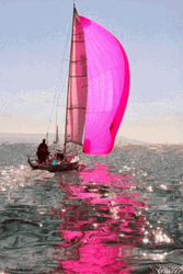 Sailing Boat With Pink Mainsail