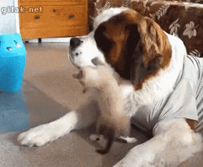 Saint Bernard Dog Playing With Kitten GIF