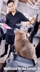 Salon Hair Care Capybara Meme GIF