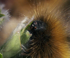 Salt Marsh Moth Caterpillar GIF