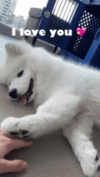 Samoyed Asking For Attention GIF