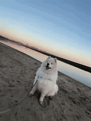 Samoyed At The Beach GIF