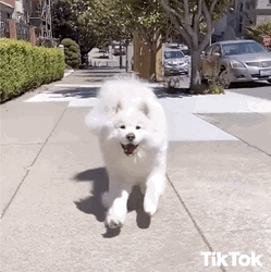 Samoyed Catching Treat GIF