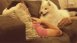 Samoyed Cuddling With Human GIF