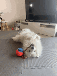 Samoyed Dog Chewing Toy GIF