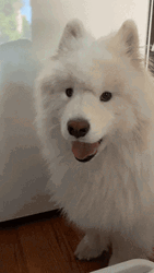 Samoyed Dog Howling GIF