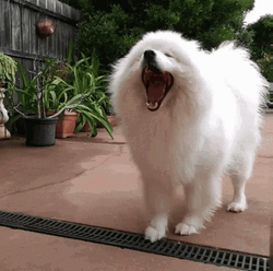 Samoyed Dog Yawning GIF