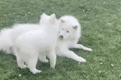 Samoyed Dogs Playing Outside GIF